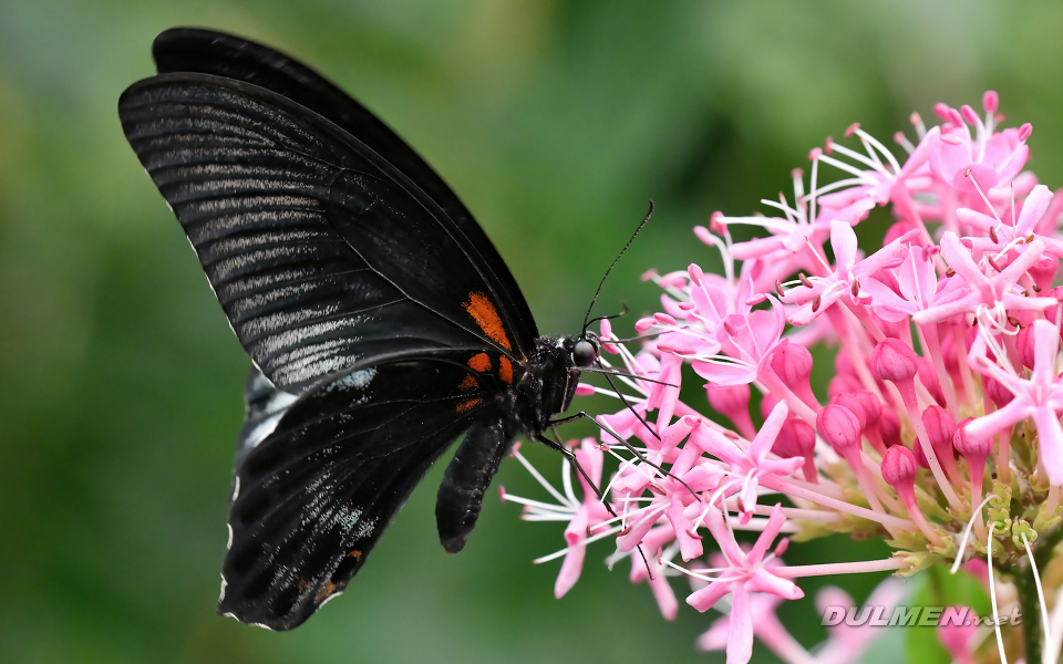 Great Mormon (Papilio memnon)